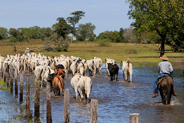 Pecuária é a atividade que mais gera empregos no Pantanal, destaca Famasul